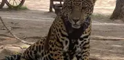 Niño de 3 años atacado por jaguar en rancho turístico de Aguascalientes