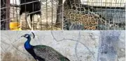 Niños alertan a militares y descubren jaguar, puma y mariguana en Jalisco