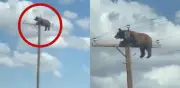 Oso atrapado en poste de luz en Nuevo México muere antes de ser rescatado
