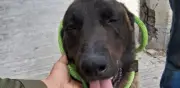 Perro pierde cola tras ataque con machete en Apodaca, Nuevo León