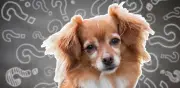 ¿Perro sordo o desobediente? Claves para diferenciarlo
