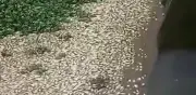 Piden investigar mortandad de peces en presa El Batán de Querétaro