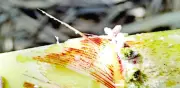 Plaga de hongo fusarium devora cañaverales en Veracruz; pérdidas del 40%
