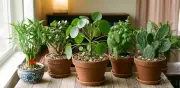 Plantas que atraen buena suerte y abundancia según el feng shui
