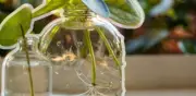 Plantas que enraízan en agua: 10 especies fáciles para propagar en casa
