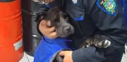 Policía Auxiliar de CDMX adopta a perrita 'Patotas' tras ser atropellada