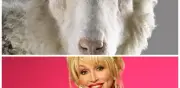 ¿Por qué la oveja Dolly fue nombrada así? La explicación incluye a Dolly Parton