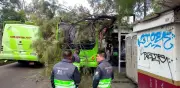 Rama cae sobre autobuses y flamazo hiere a hombre en CDMX