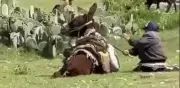 Rescatan a burro maltratado en Hidalgo tras video viral de agresiones