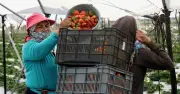 Revisión del T-MEC presiona a fresas mexicanas con posible arancel antidumping