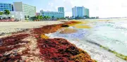 Sargazo ahoga al turismo en el Caribe Mexicano en vacaciones de verano