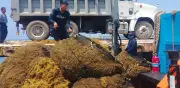 Semar refuerza operativo contra sargazo en el Caribe mexicano