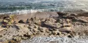 Semarnat revoca concesión en Playa Las Cocinas por obras no autorizadas