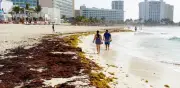 Sheinbaum anuncia barcos y barreras para frenar sargazo en Quintana Roo