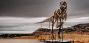 Subastan en NY a Gus, un T-Rex de 67 millones de años por hasta 30 mdd