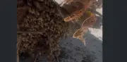 Susto en Durango: Evitan ataque de abejas y reubican enjambre con éxito