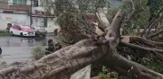 Tormenta azota suroriente de CDMX: inundaciones y árboles caídos en Tlalpan, Xochimilco, Iztapalapa y Tláhuac