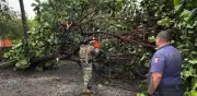 Tormenta en Colima deja 20 árboles caídos y dos accidentes viales