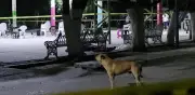 Venganza contra caciques, posible causa de ataque en Yautepec, Morelos