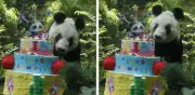 Xin Xin, la panda más longeva de Chapultepec, celebra 36 años con danza y pastel