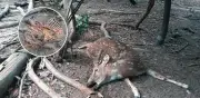 YUMKÁ: denuncian muerte de decenas de animales por negligencia en Tabasco