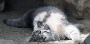 Zoológico japonés presenta cinco crías de gato de Pallas, el felino más gruñón