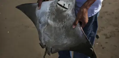 Aumentan picaduras de mantarraya en playas de Baja California, Sinaloa y Sonora
