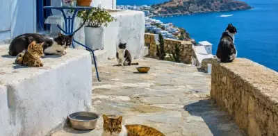 Buscan cuidadores de gatos para vivir en isla griega con alojamiento gratis