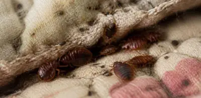 Causas reales de las chinches en el hogar: Mitos y prevención