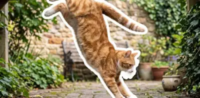 Ciencia detrás de la habilidad felina para caer de pie