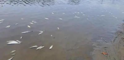 Crítica crisis ambiental en Vega de Alatorre: muerte masiva de peces