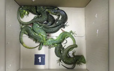 Detienen a mexicano en Japón con 200 lagartos ocultos en calcetines