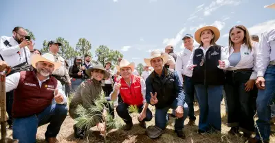 Durango planta 6 mil pinos en Navajas para reforestación nacional