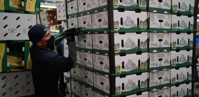 EE. UU. suspende exportaciones de aguacate de Michoacán por amenaza