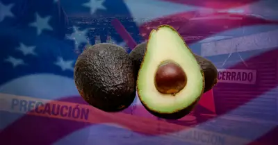 Inseguridad en Michoacán reduce exportación de aguacate a EE.UU.