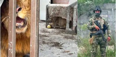 Insólito: hallan dos leones cautivos en Matamoros en menos de 12 horas