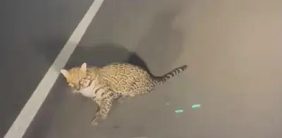 Jaguar sobrevive a atropello en carretera federal 307 de Quintana Roo