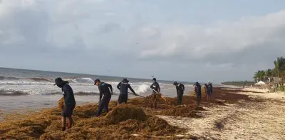 Japón apoyará a México contra el sargazo en el Caribe
