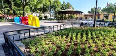 Jardín Hidalgo se transforma en refugio de biodiversidad con especies nativas