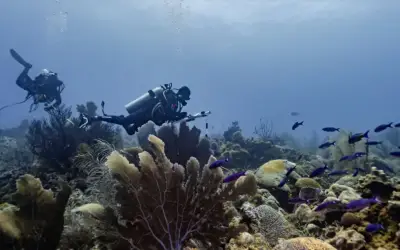 Oceana pide replantear desarrollo del Golfo de México sin petróleo