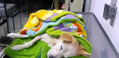 Perrita Kira atropellada intencionalmente en Iztapalapa; pronóstico reservado