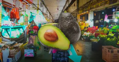 Precio del aguacate cae 25% en Guadalajara por sobreoferta tras suspensión de EU