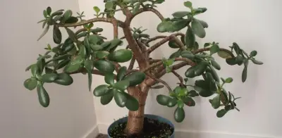 Árbol de jade: riesgos tóxicos para niños y cuidados esenciales