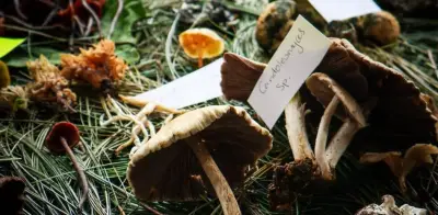 Recolección de hongos en Oaxaca: tradición, sanación y gastronomía