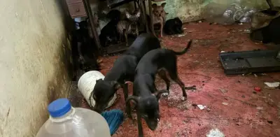 Rescatan a 16 perros abandonados en San Nicolás de los Garza