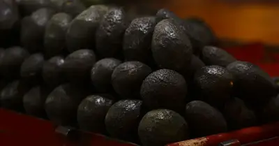 Suspensión de aguacate: riesgo para la cadena productiva