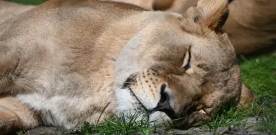 Tres leonas mueren en zoológico de Tokio por aparente golpe de calor