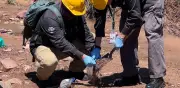 12 personas afectadas por derrame tóxico de Ferromex en Naco, Sonora