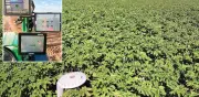 Agricultores mexicanos usan IA y datos satelitales contra el cambio climático