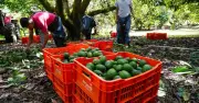 Alerta de seguridad en EE. UU. paraliza exportaciones de aguacate michoacano